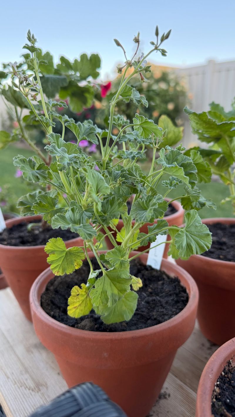 Transition a shaded plant into stronger sun gradually