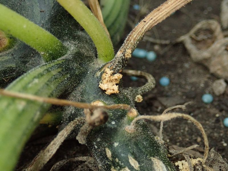 Treat Before Larvae Enter the Stem