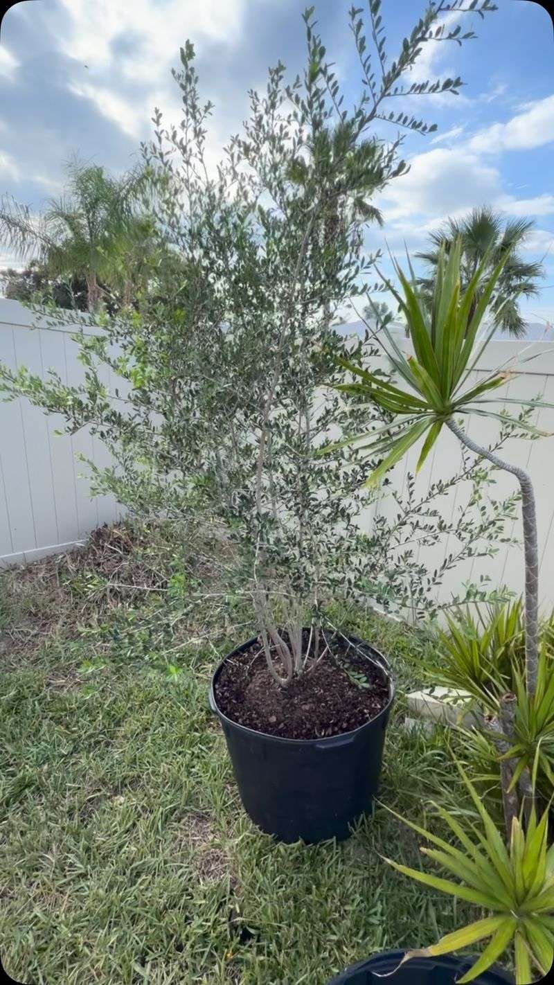 Treat Yaupon as One Layer of a Deer-Management Plan