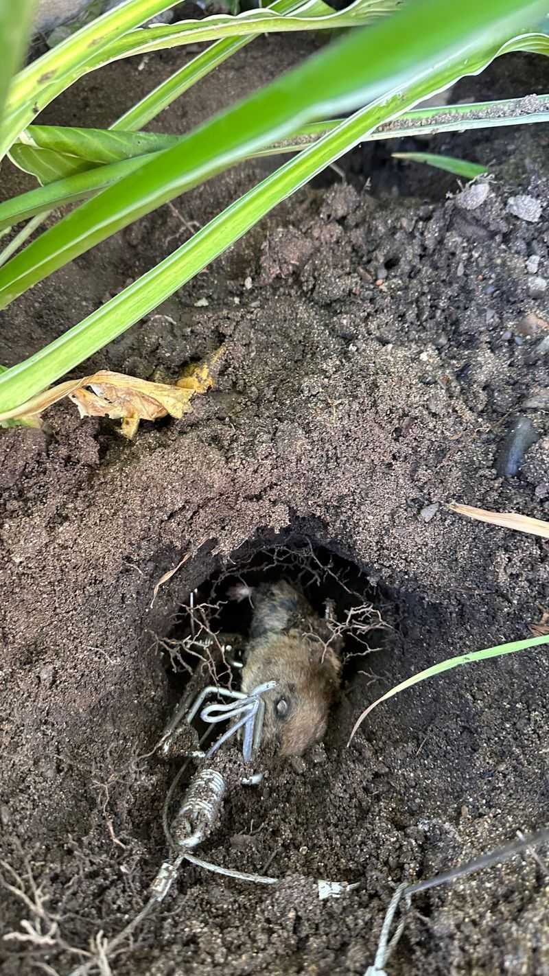 Treat active gopher damage with integrated management