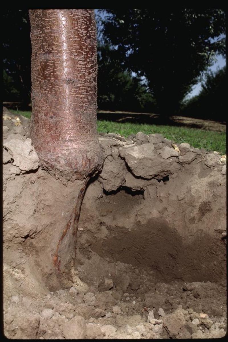Treat active gopher problems directly Treat active gopher problems directly