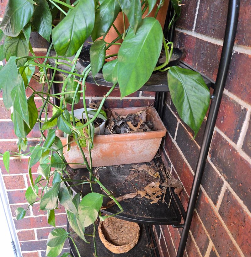 Treat an occupied planter as a wildlife site, not a pest problem Treat an occupied planter as a wildlife site, not a pest problem