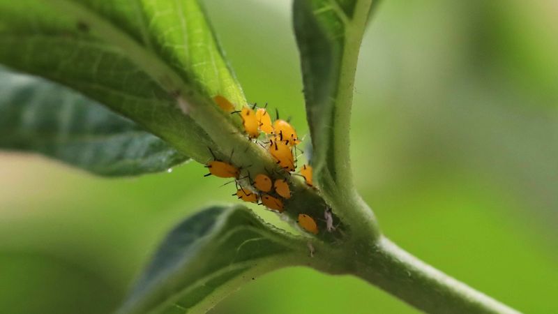 Treat aphids on the plant, not with a web-based promise