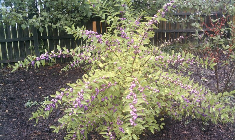 Treat beautyberry as a supporting garden choice