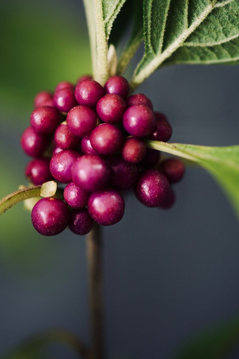 Treat beautyberry research as chemistry, not yard protection