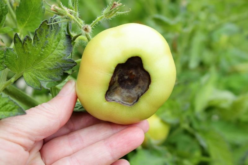 Treat blossom-end rot as a moisture and calcium-transport problem Treat blossom-end rot as a moisture and calcium-transport problem