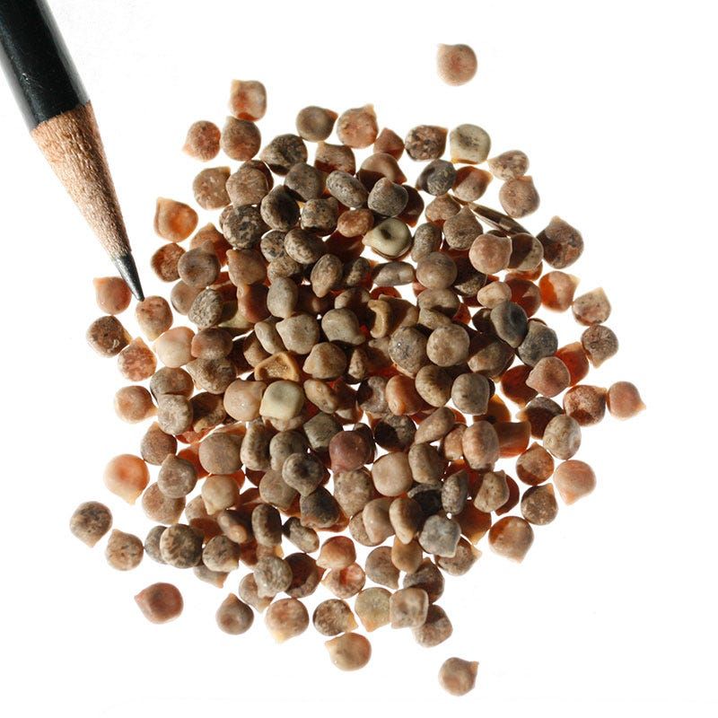 Treat bluebonnet seed according to its label