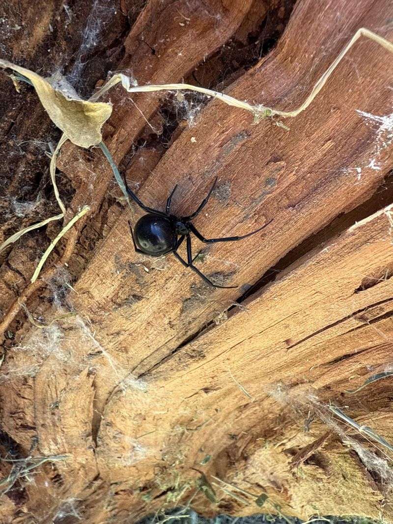 Treat both lizards and black widows as wildlife you should not handle