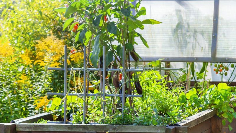 Treat companion plants and home remedies as uncertain tools Treat companion plants and home remedies as uncertain tools
