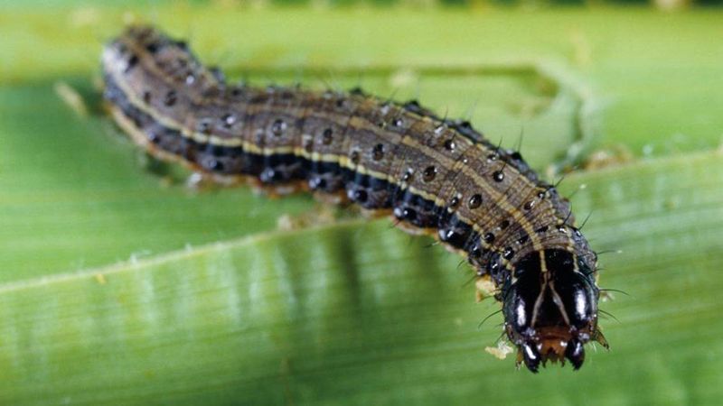 Treat confirmed active larvae while they are still small