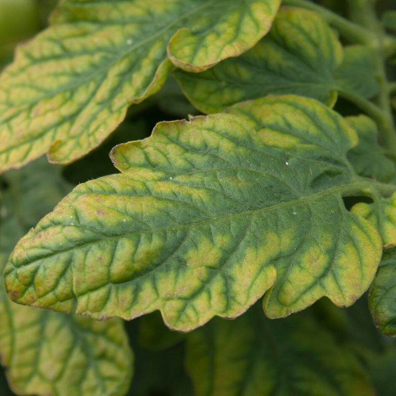Treat confirmed magnesium deficiency cautiously Treat confirmed magnesium deficiency cautiously