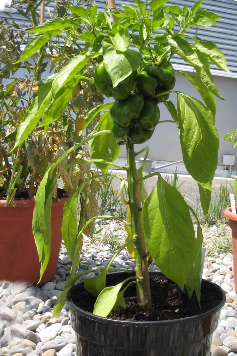 Treat container peppers as a separate moisture case Treat container peppers as a separate moisture case