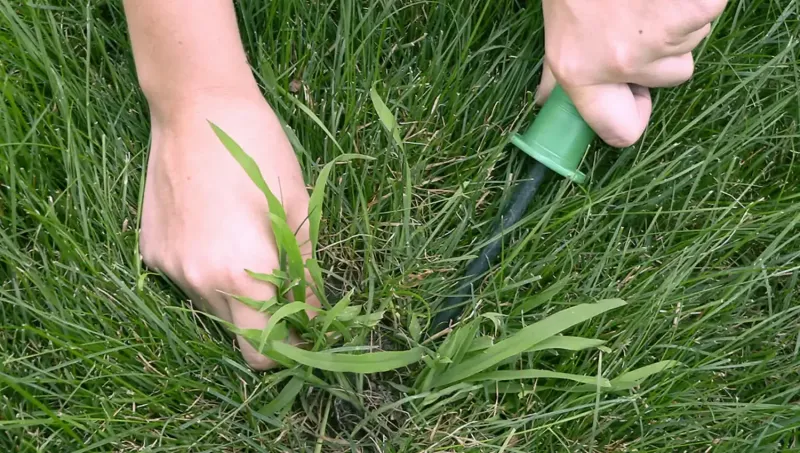 Treat crabgrass as a system, not a mowing mistake