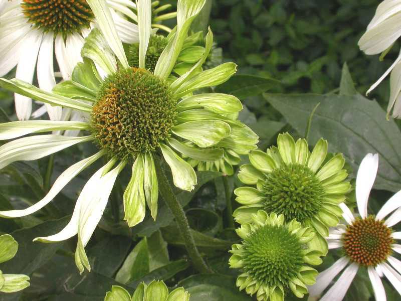Treat distorted flowers as a warning sign