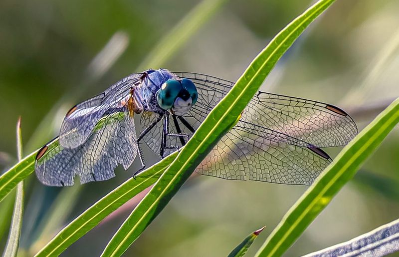 Treat dragonflies as one possible mosquito-control partner