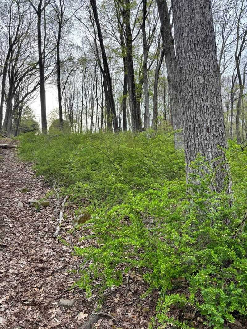 Treat established thickets as a persistence project