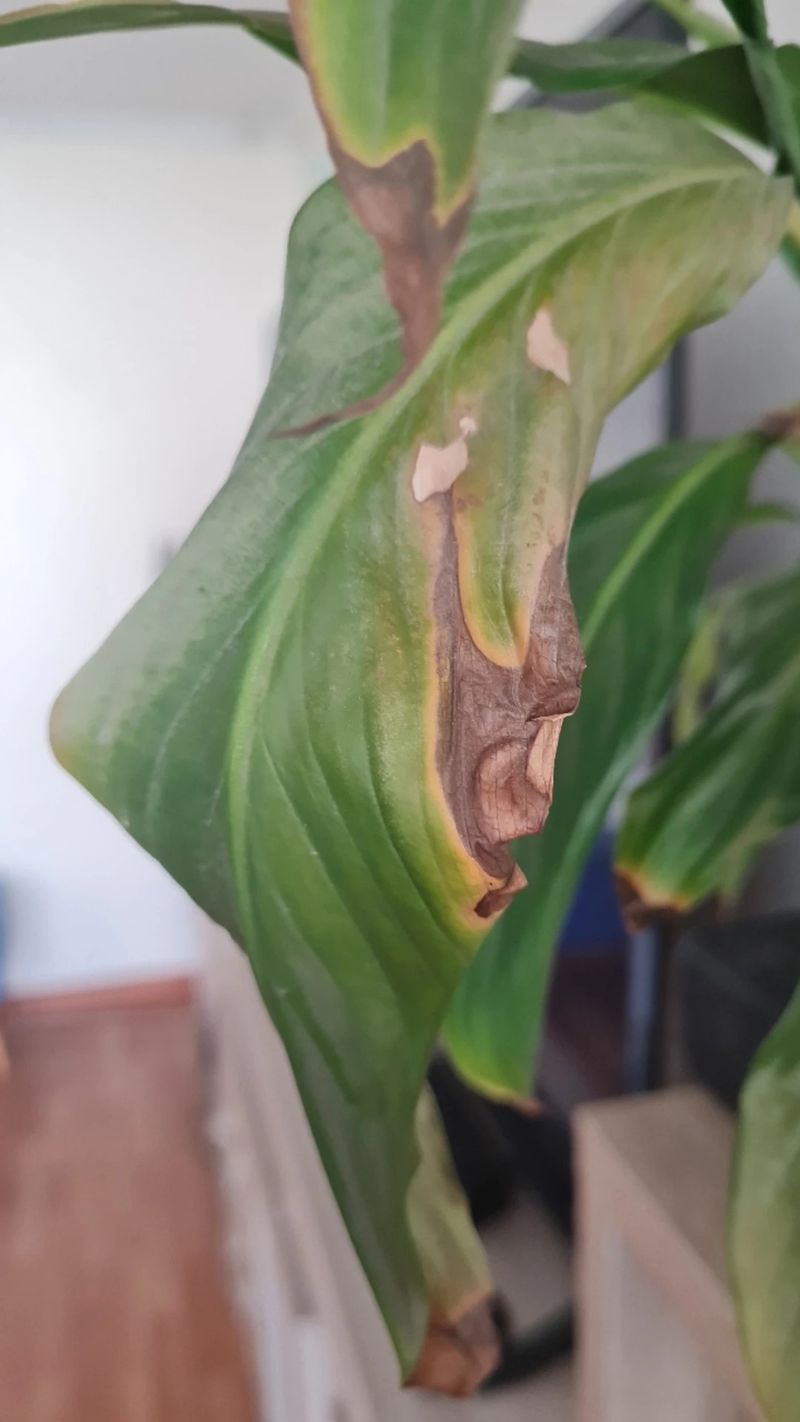Treat expanding lesions as a disease possibility
