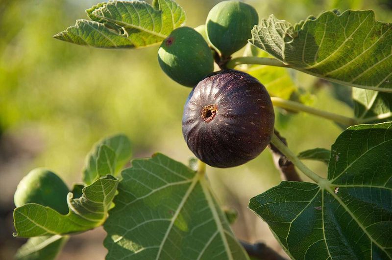 Treat fallen figs as diagnostic clues, not guaranteed harvest Treat fallen figs as diagnostic clues, not guaranteed harvest