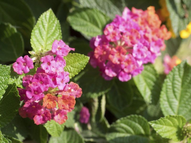 Treat fertilizer as a measured correction, not a bloom shortcut