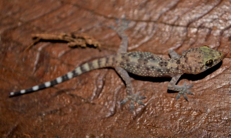 Treat geckos as optional neighbors, not evidence of fewer roaches Treat geckos as optional neighbors, not evidence of fewer roaches