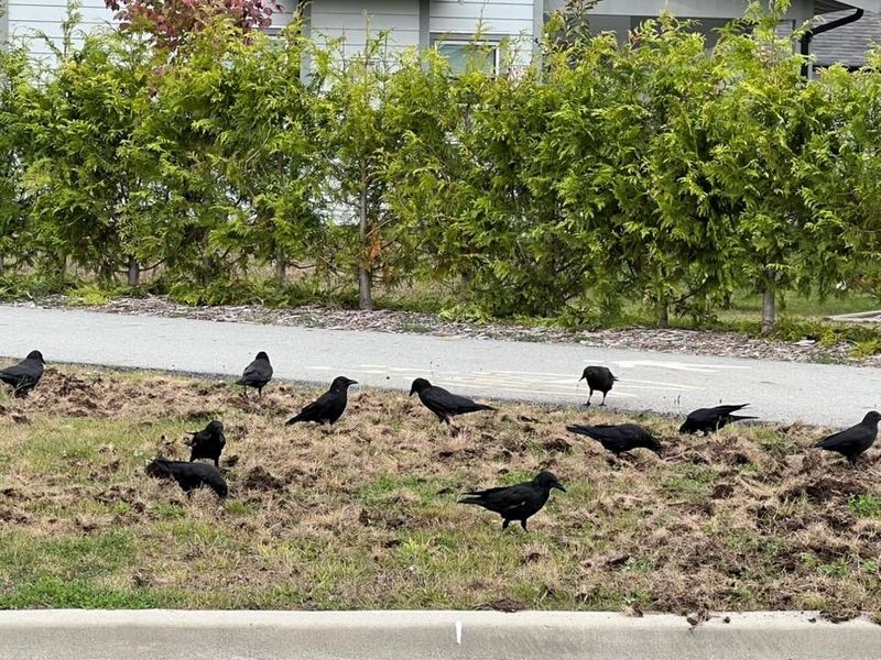 Treat lawn probing as a clue, not a diagnosis