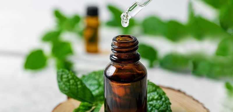 Treat mint and essential oils as exposure risks, not automatically safe remedies Treat mint and essential oils as exposure risks, not automatically safe remedies