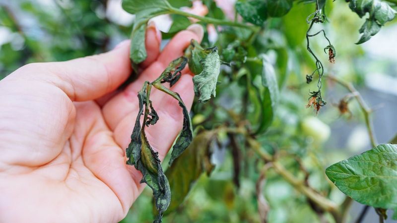 Treat moisture stress as a possibility, then reassess the plant