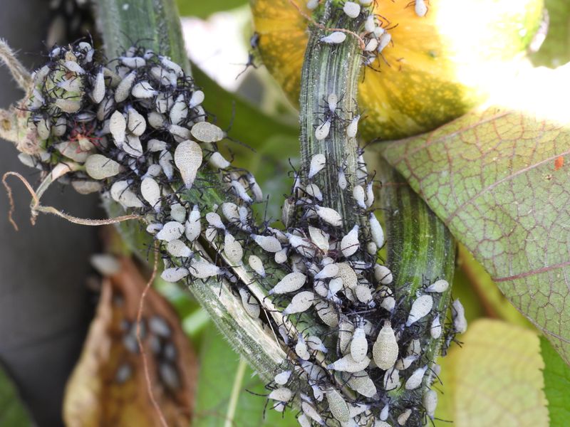 Treat pesticides as a labeled last-resort decision