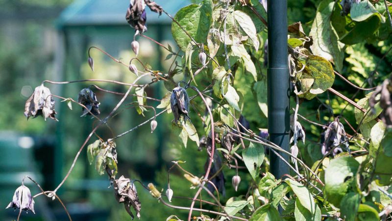 Treat sudden wilt as a different problem Treat sudden wilt as a different problem