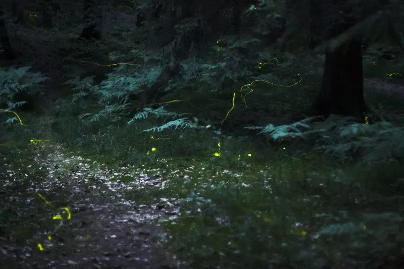 Treat the Shrub as One Part of a Firefly-Friendly Edge Treat the Shrub as One Part of a Firefly-Friendly Edge