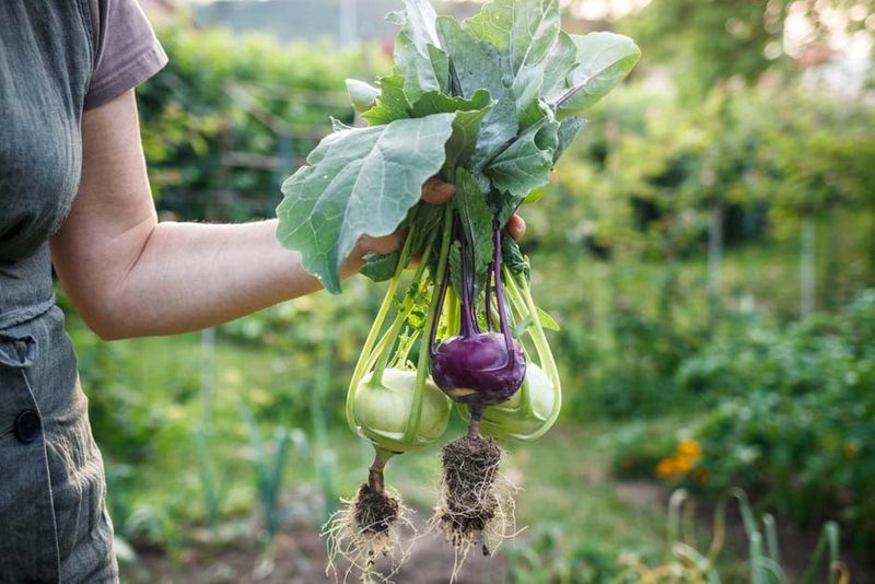 Treat the Sowing as a Conditional Fall Bet Treat the Sowing as a Conditional Fall Bet