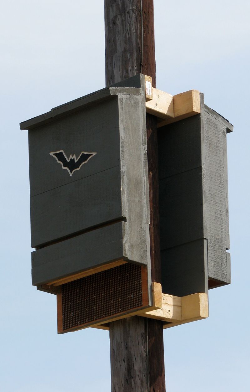 Treat the bat house as habitat support, not mosquito control