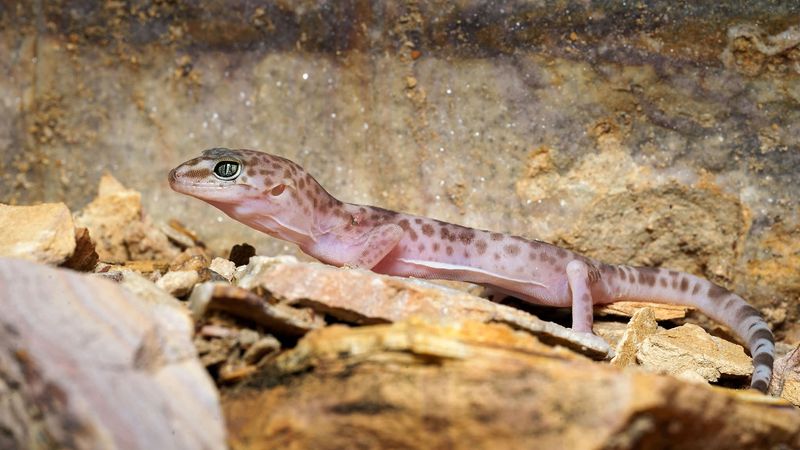 Treat the gecko as a porch bonus, not the plan