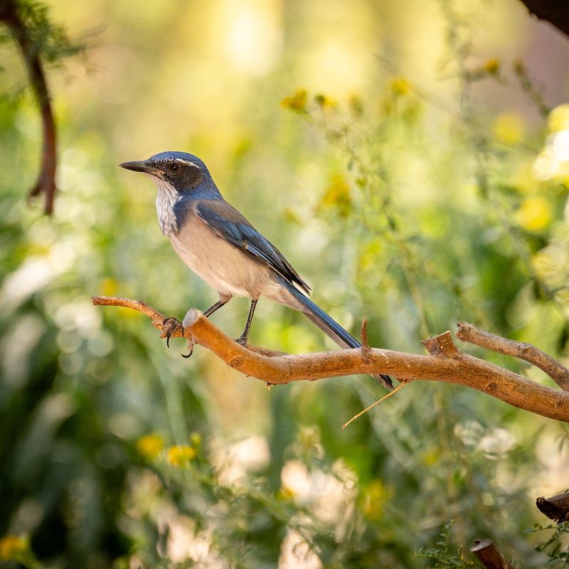 Treat the jay as a bonus, not a snail-control plan