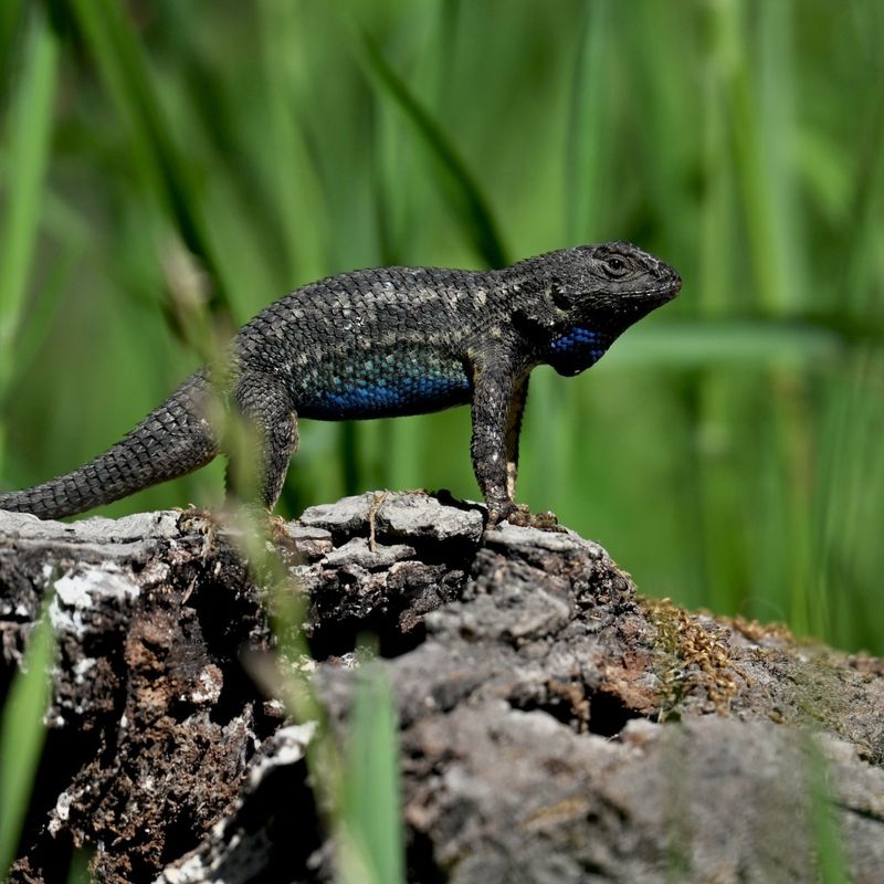 Treat the lizard surge as a seasonal clue, not a reason to stop prevention
