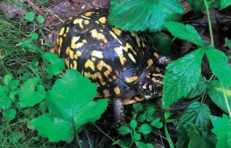 Treat the sighting as a habitat clue, not a garden report card Treat the sighting as a habitat clue, not a garden report card