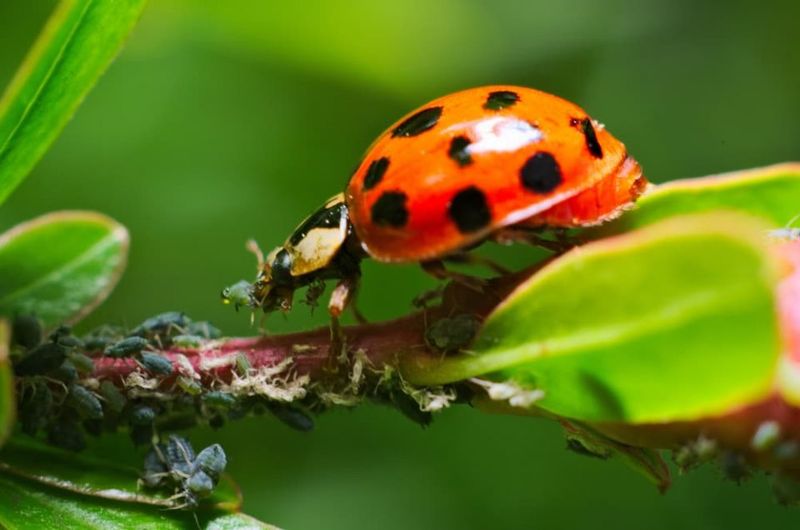 Treat the sighting as information about your yard
