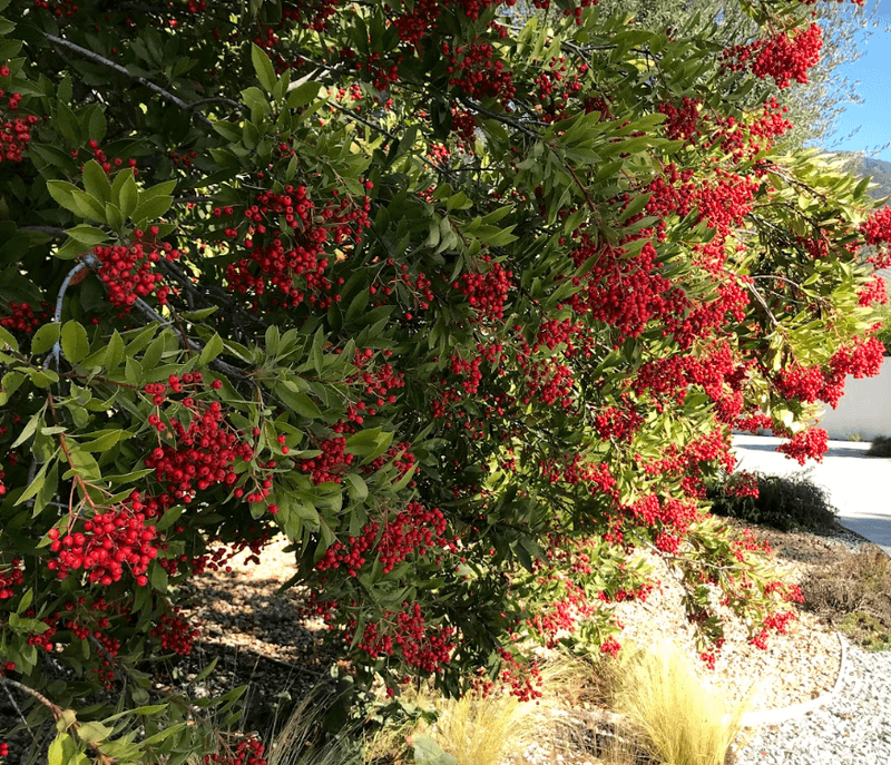 Treat toyon as a long-term screen, not a no-care fence