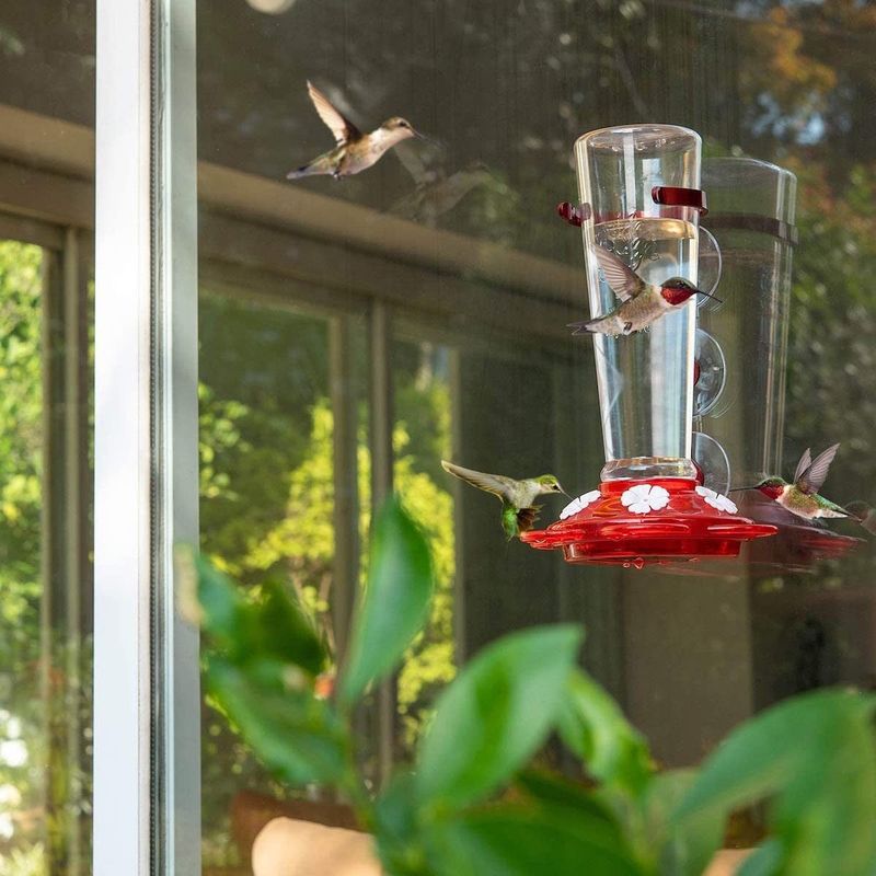 Treat windows and cats as safety hazards, not automatic bird repellents