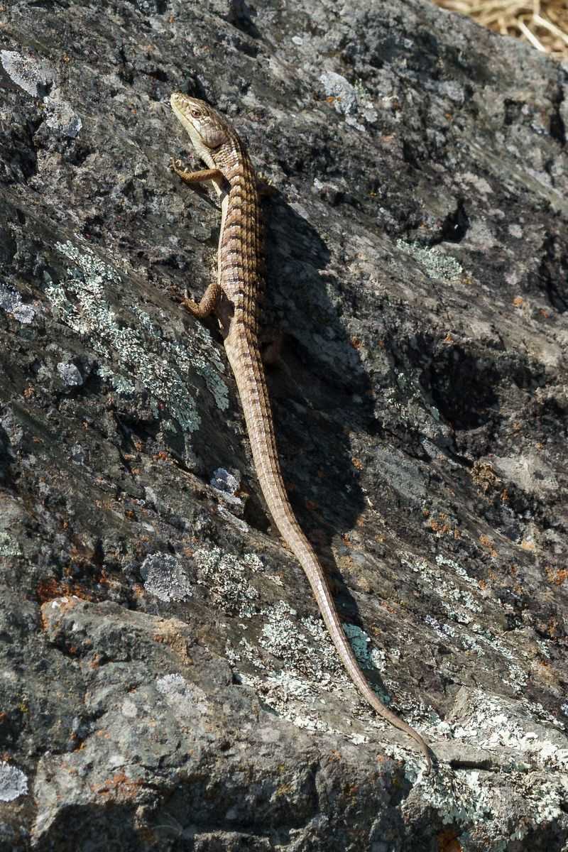 Treating an outdoor lizard as a pest misses the evidence