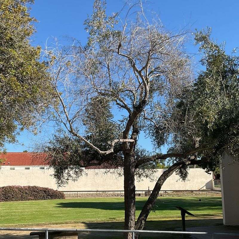 Tree condition and canopy planning can justify phased removal