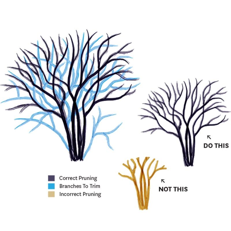 Tree form and shrub form need different pruning goals