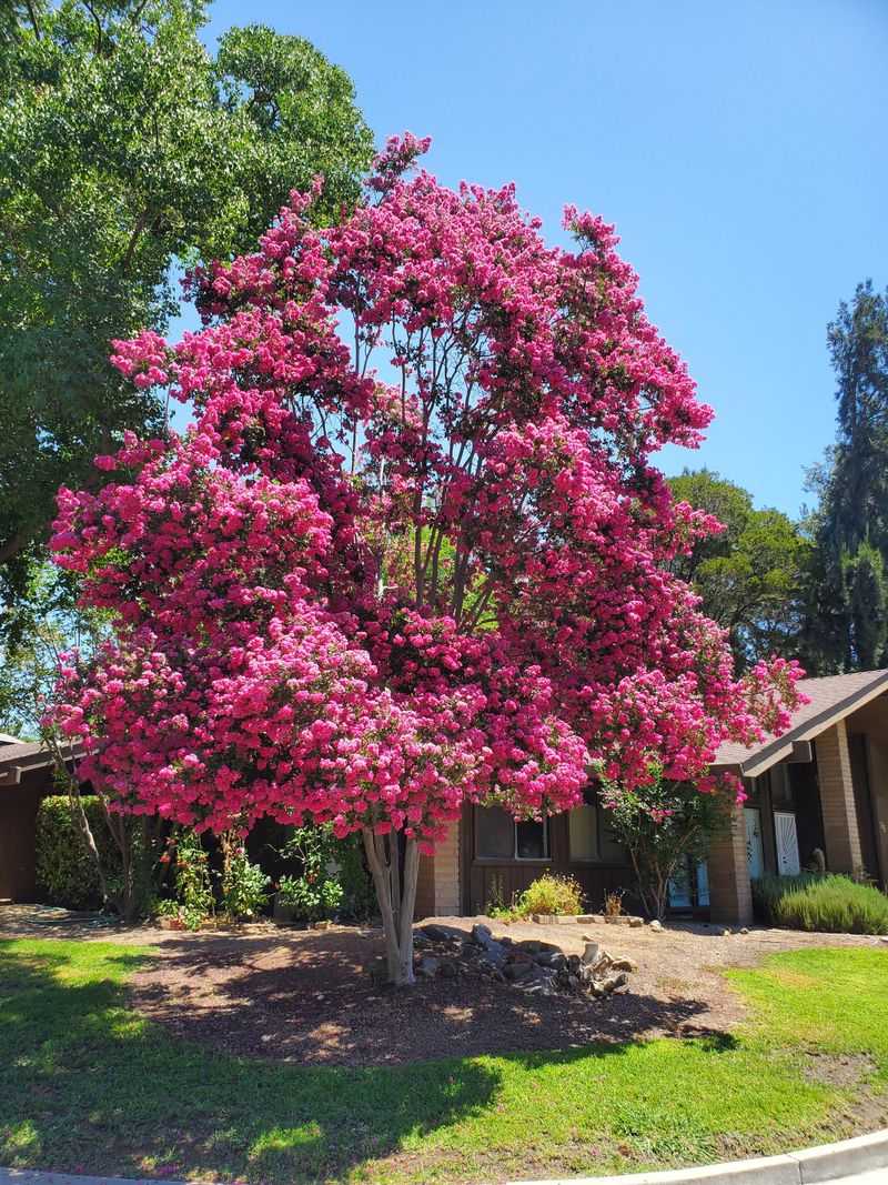 Tree-form crape myrtles naturally produce basal growth