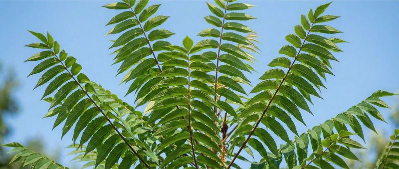 Tree-of-heaven is the first tree to inspect Tree-of-heaven is the first tree to inspect