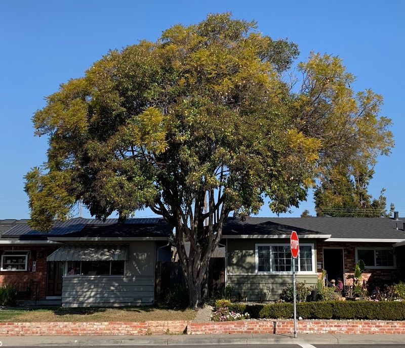 Tree ownership and nuisance responsibility are separate questions