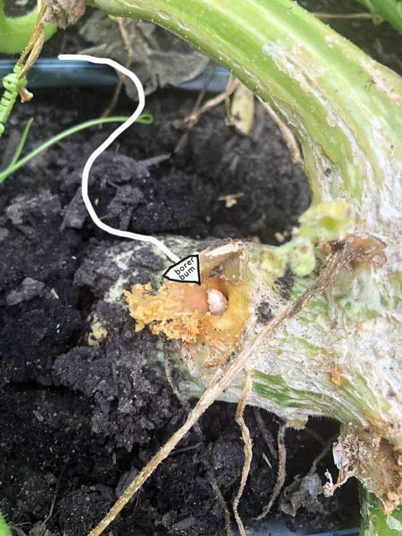 Triage a failing vine instead of watering by reflex