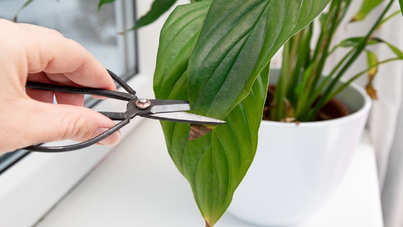 Trim brown tissue for appearance, not recovery