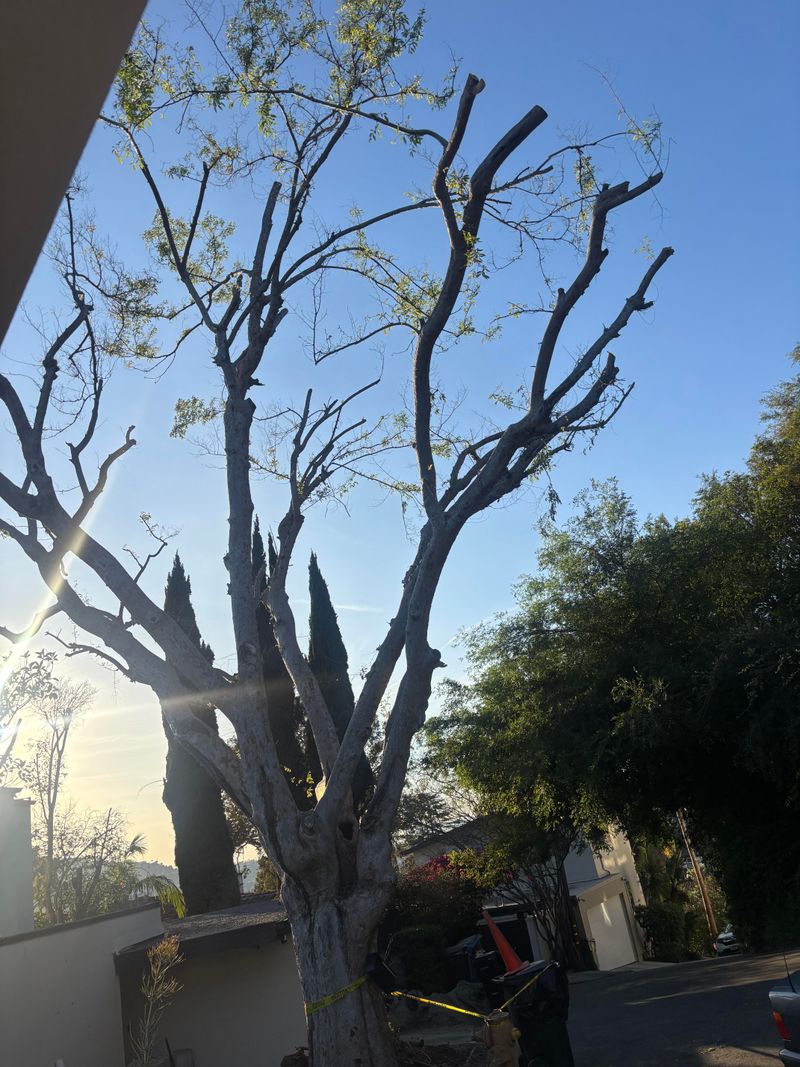 Trimming does not give you a license to cripple the tree