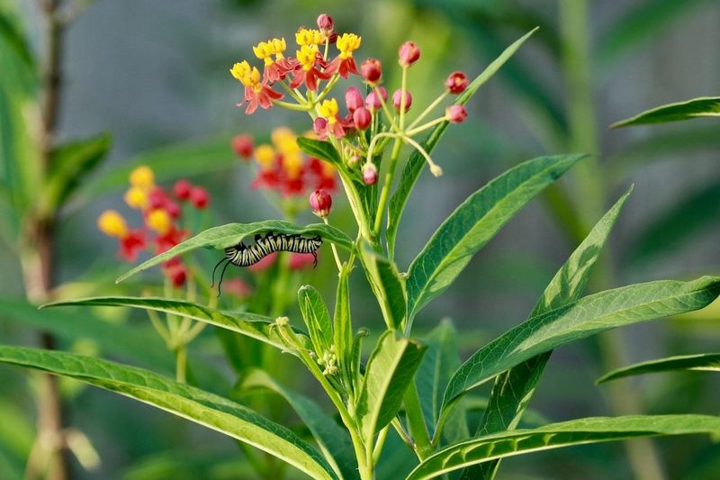 Tropical Milkweed
