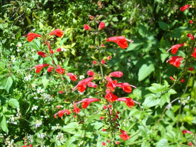 Tropical Sage